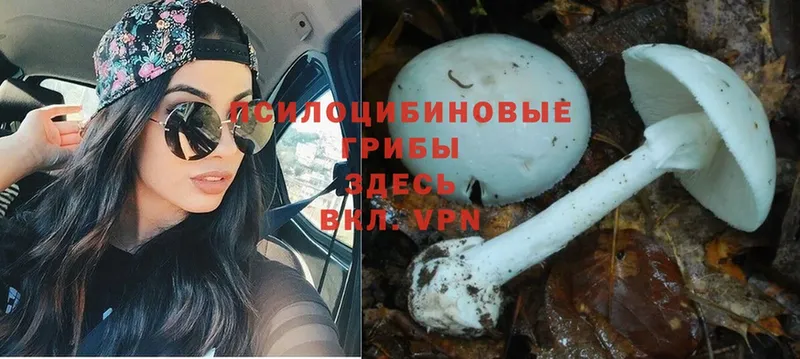 Галлюциногенные грибы Psilocybine cubensis  где купить наркотик  mega зеркало  Старый Оскол 